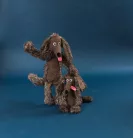 Moulin Roty - Szabadidő suli - Kócos kutya