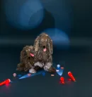 Moulin Roty - Szabadidő suli - Nagy kócos kutya